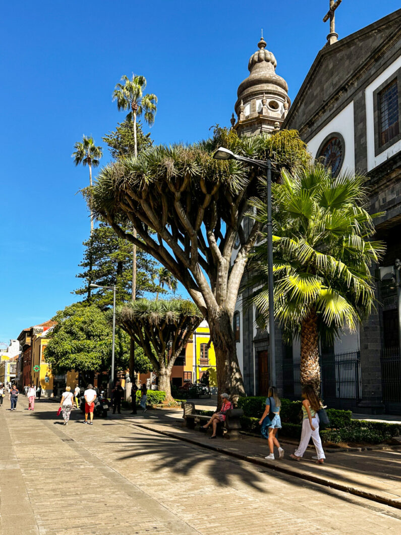 la laguna drakenbloedboom