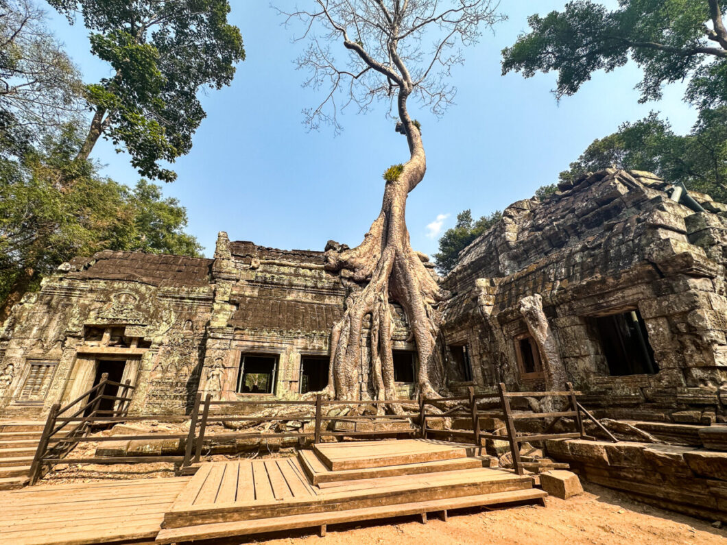 ta prohm angkor siem reap