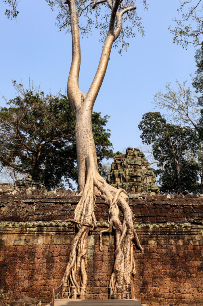 tempels angkor ta prohm