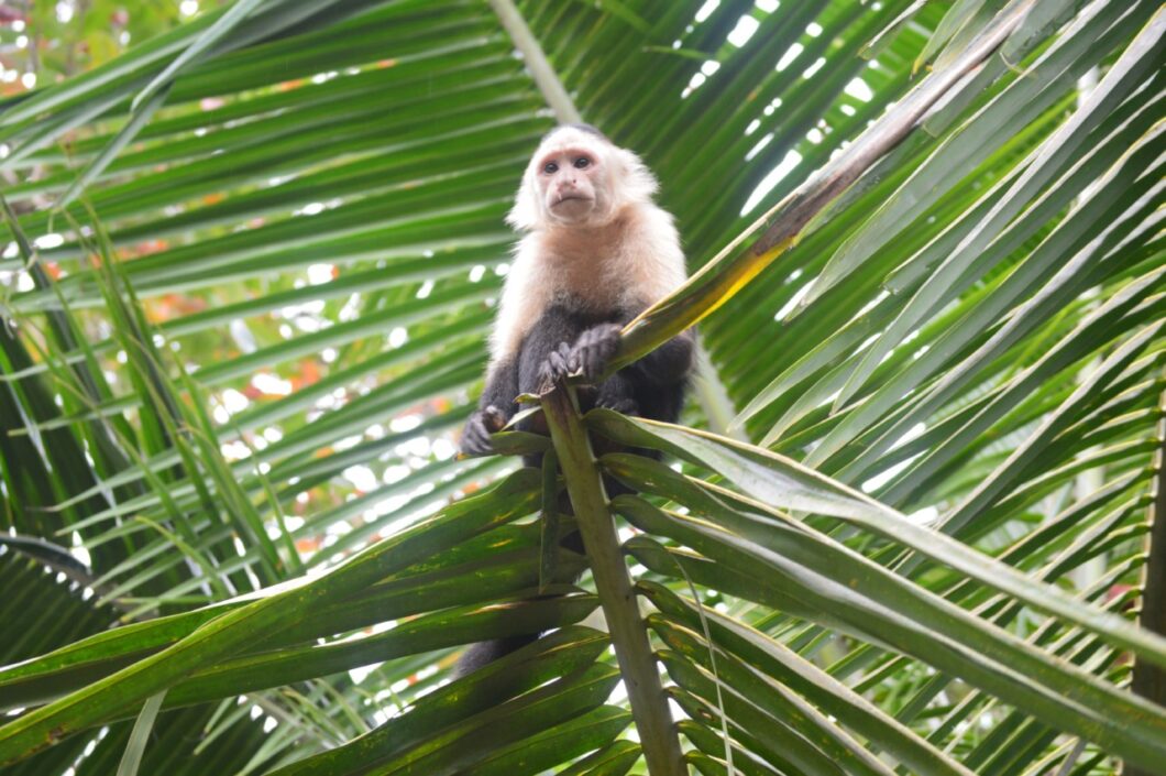 puerto-viejo-costa-rica