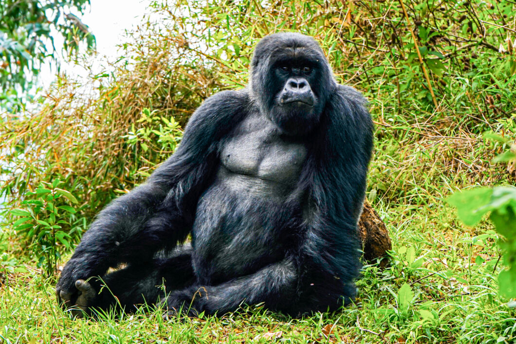 Rwanda gorilla trekking, silver back