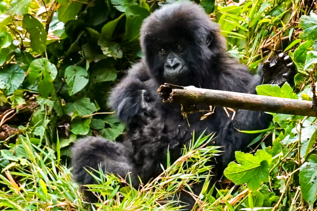 baby gorilla rwanda
