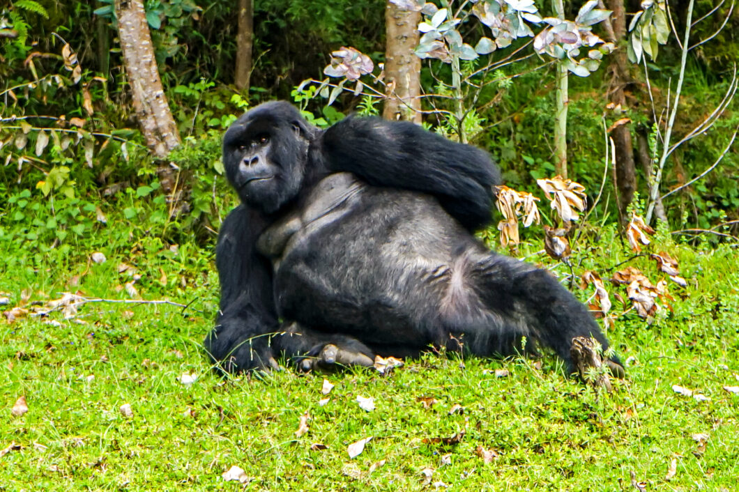 berggorilla's zien rwanda