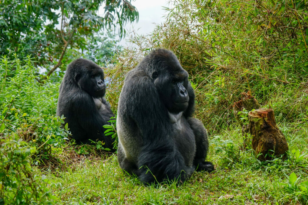 female gorilla's rwanda