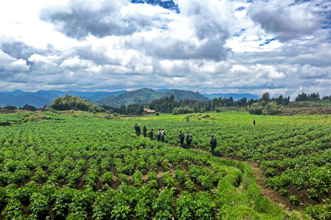 gorilla trekking rwanda hike
