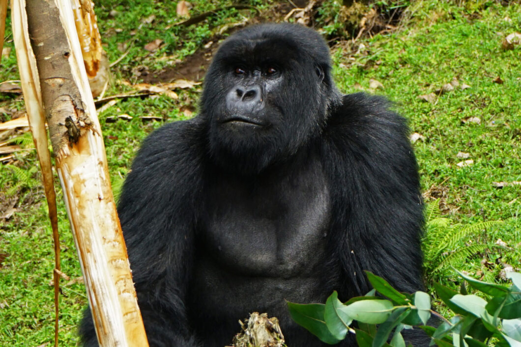 berggorilla rwanda