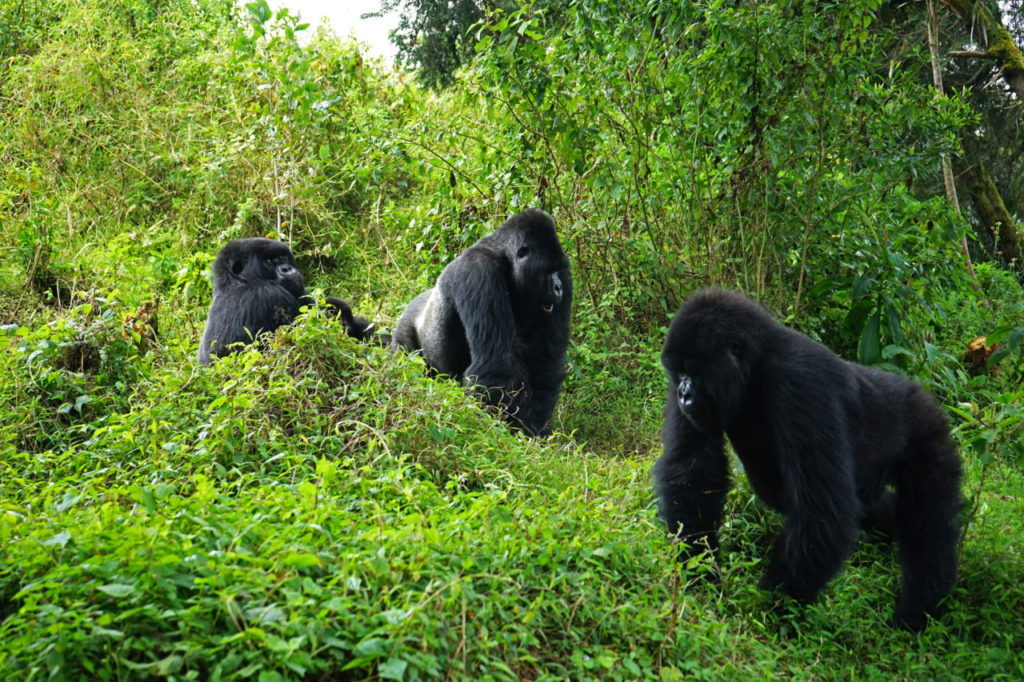 Gorilla trekking Rwanda | Oog in oog met berggorilla's in het wild