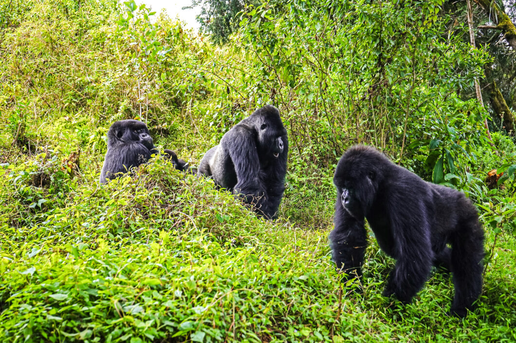 suza family, gorillas rwanda