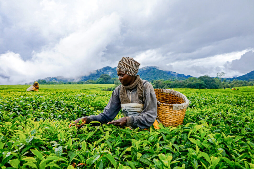 theeplukker rwanda rondreis
