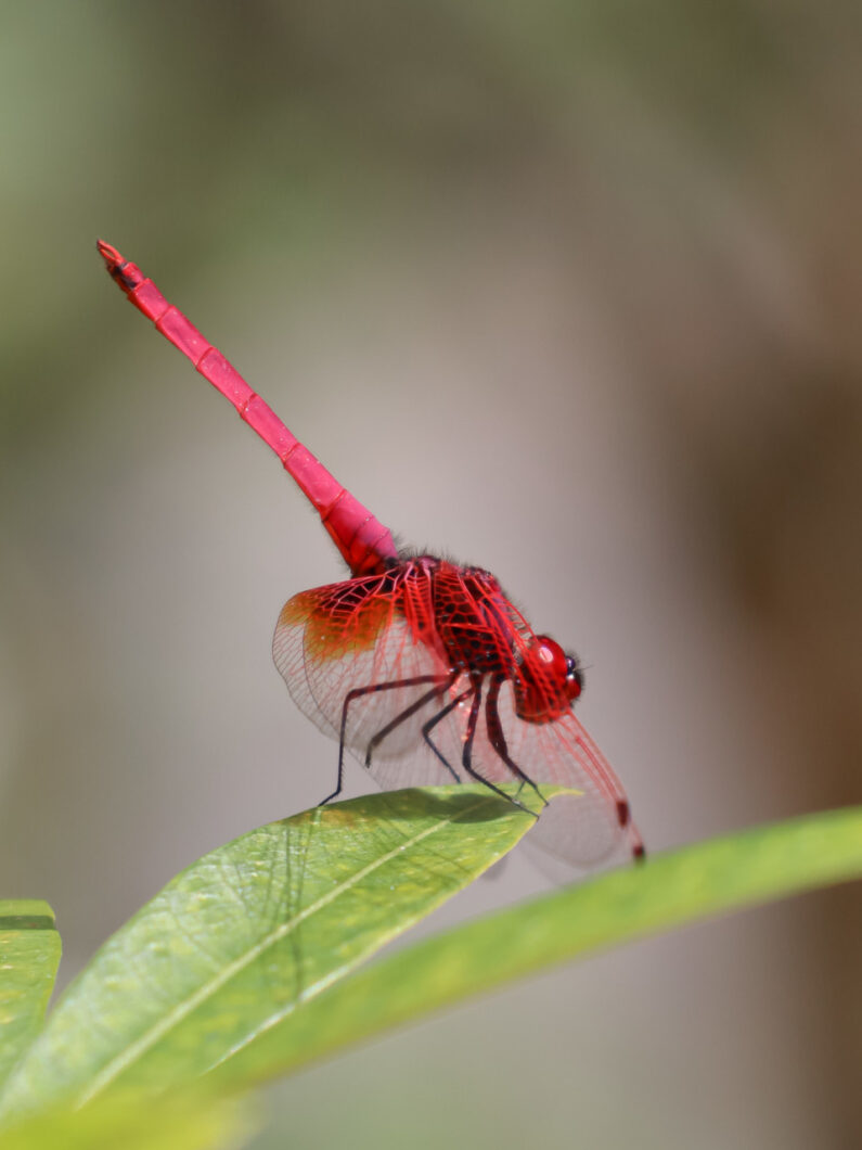 jungle thailand dragonfly