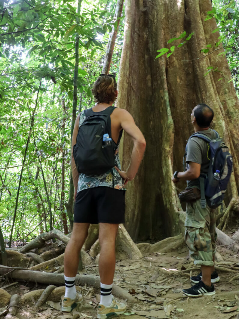 khao sok jungle tour