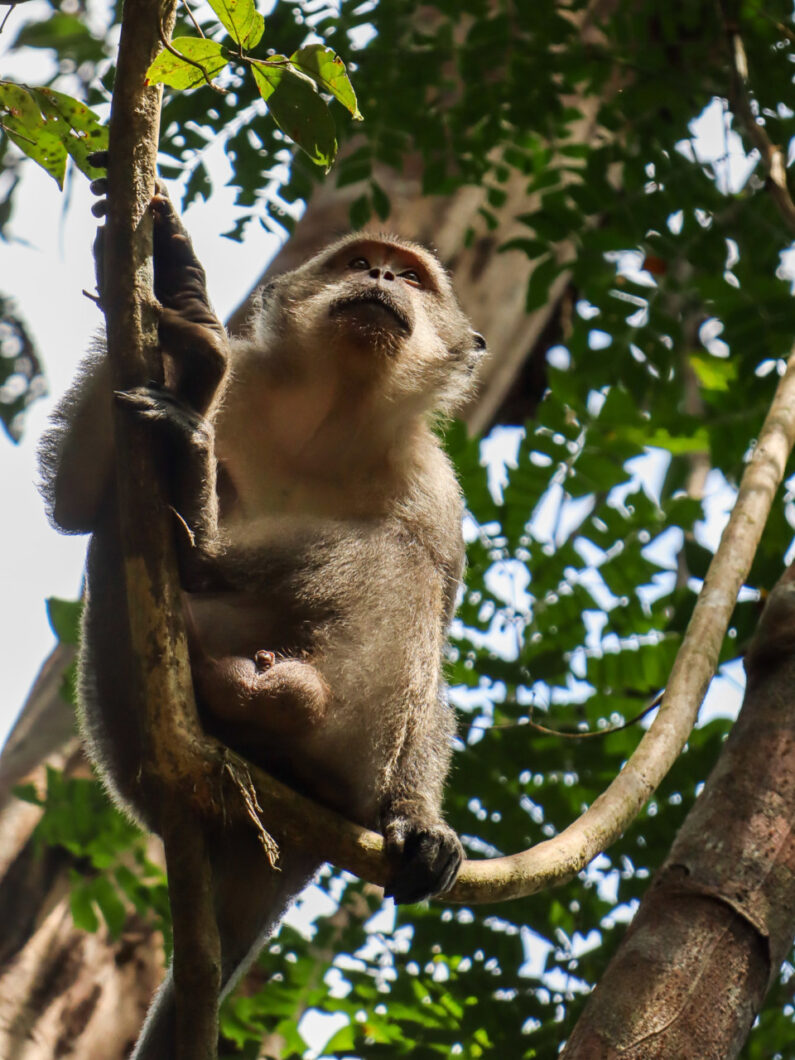 langstaart makaak khao sok jungle