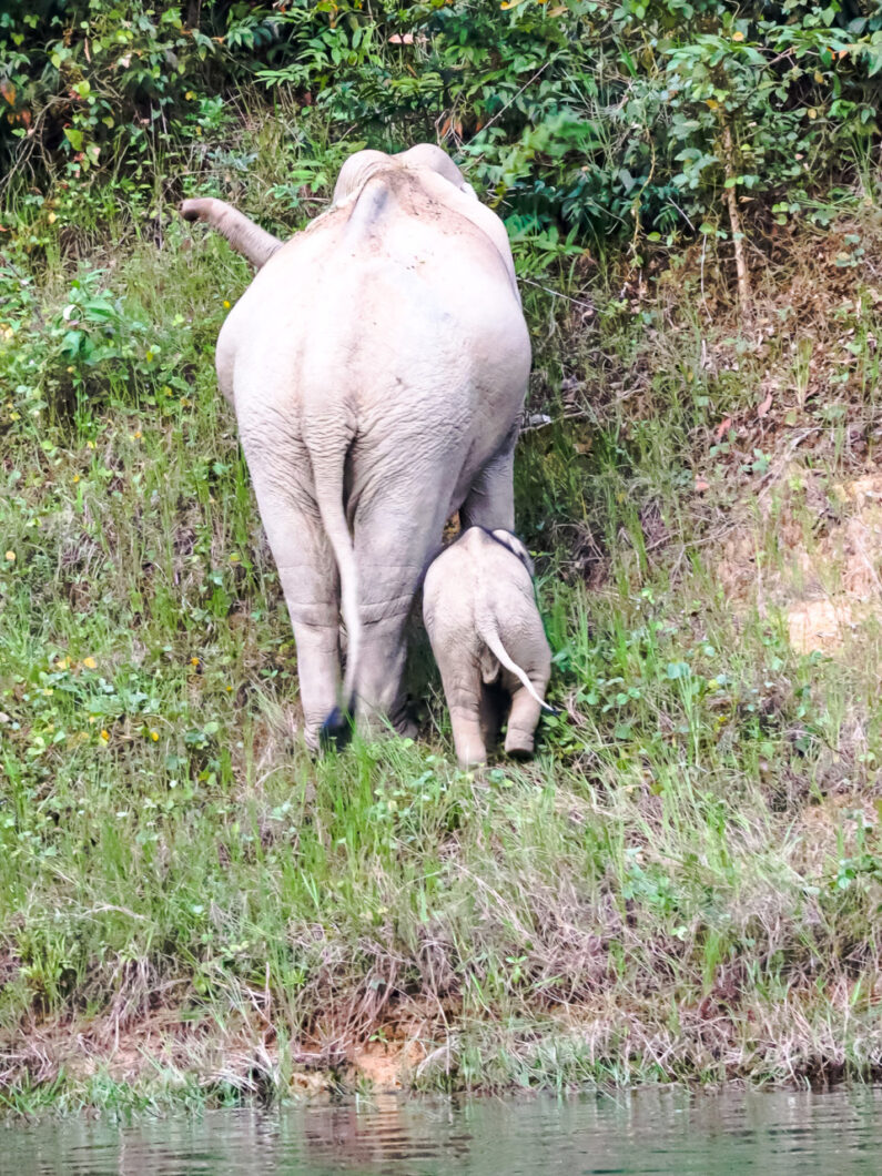 oilfanten khao sok thailand