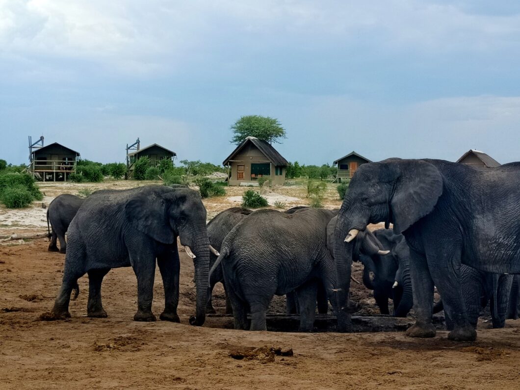 Olifanten Botswana