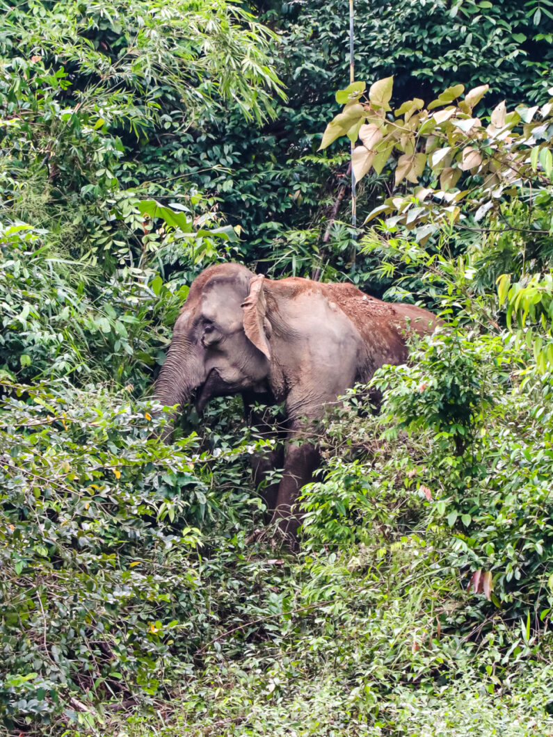 olifant khao sok thailand