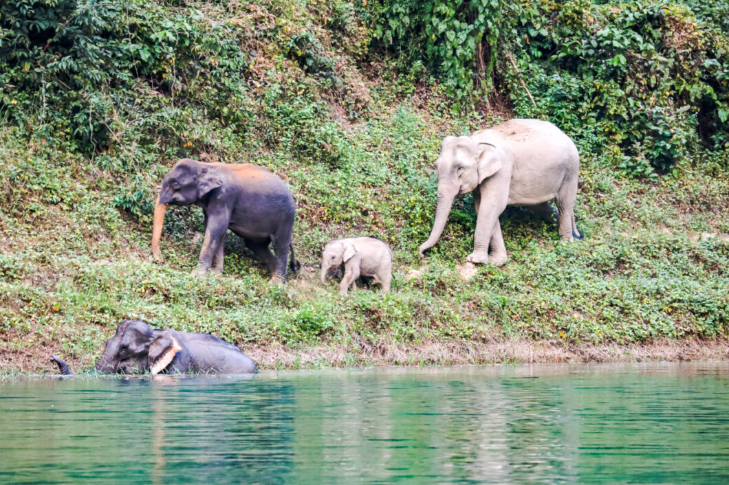 wilde olifanten khao sok lake