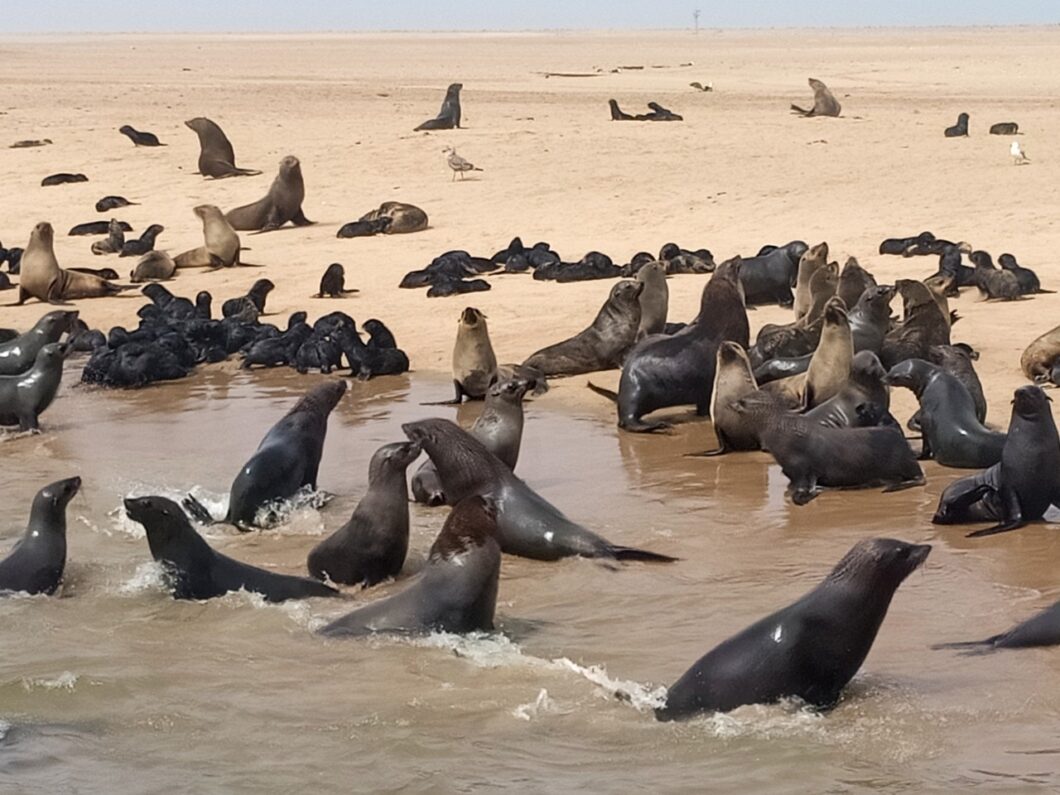 Swakopmund Skeleton Coast
