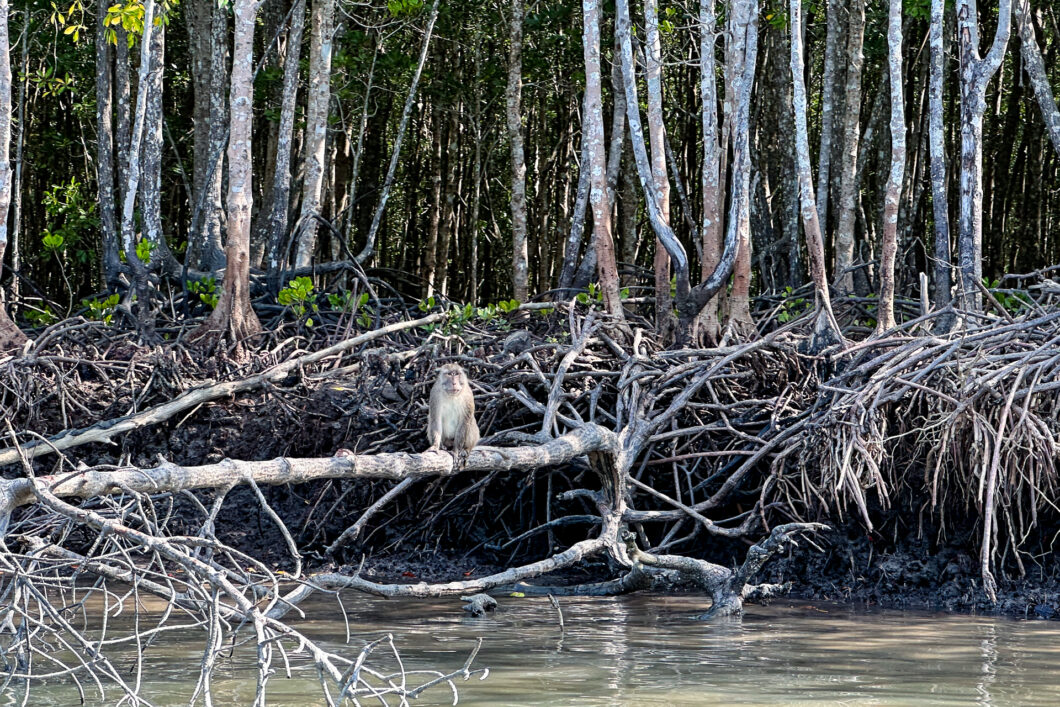 Apen mangroven Koh Lanta