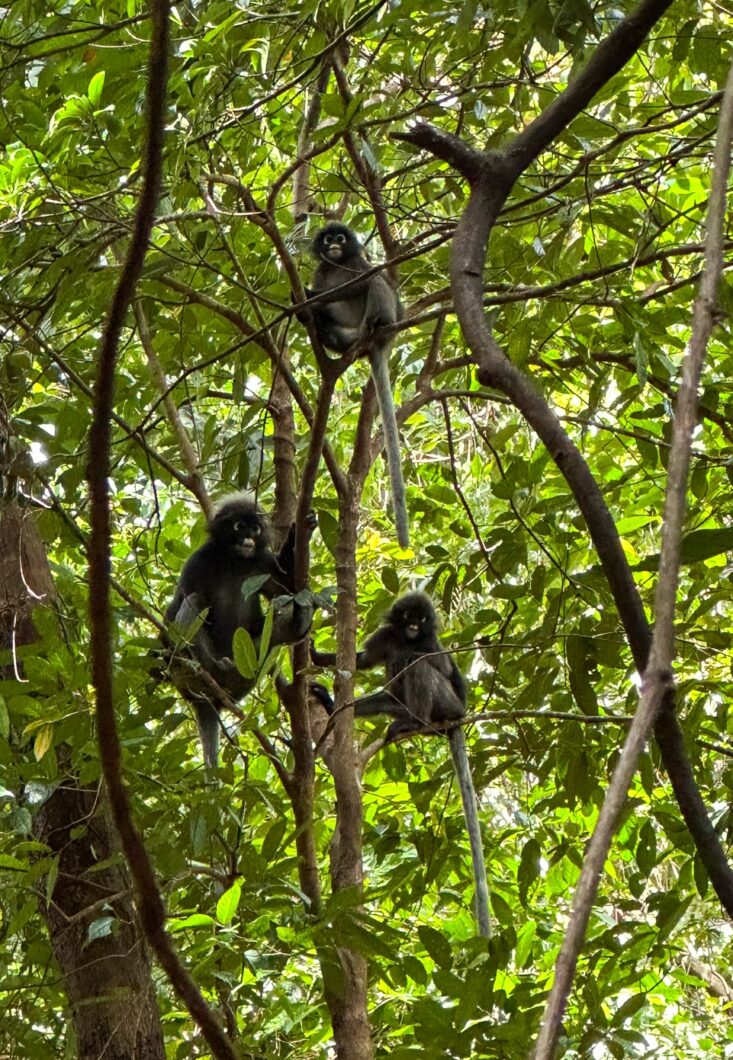 Brilapen Mu Ko Lanta National Park