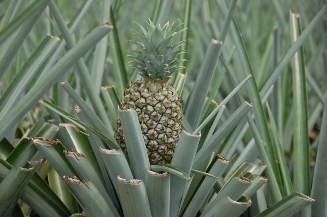 ananas costa rica