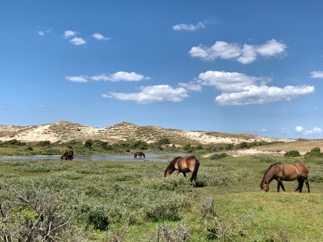 noord hollands duinreservaat