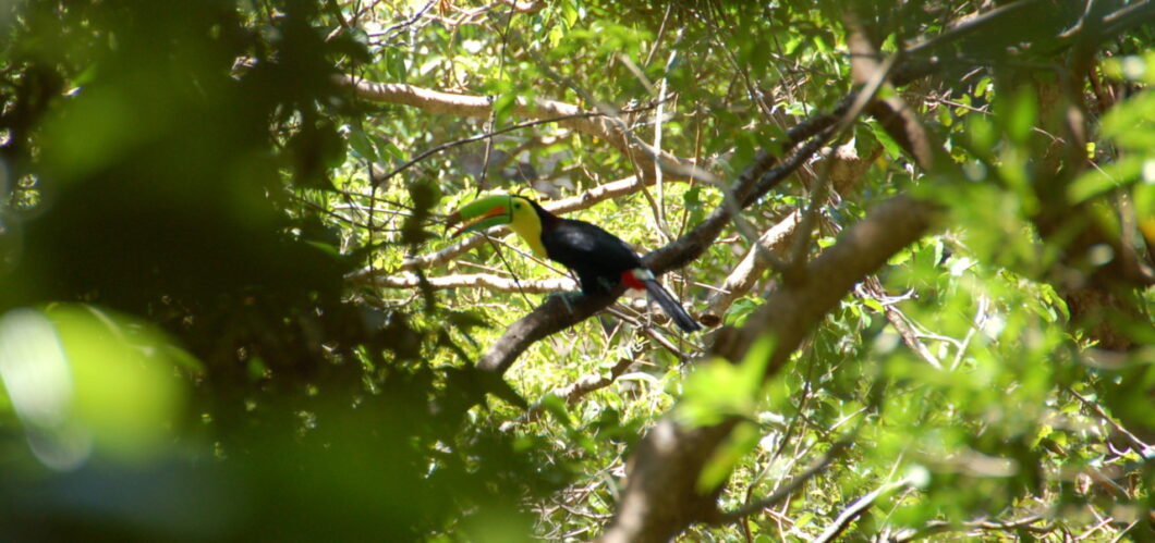 toekan costa rica