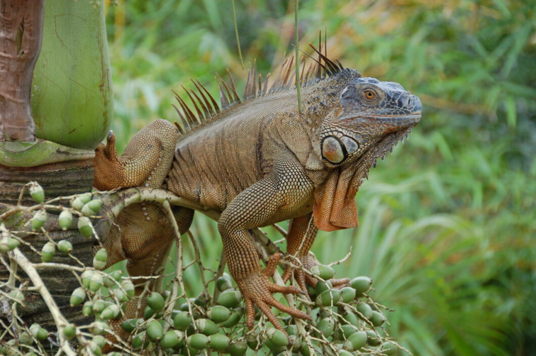 wildlife costa rica