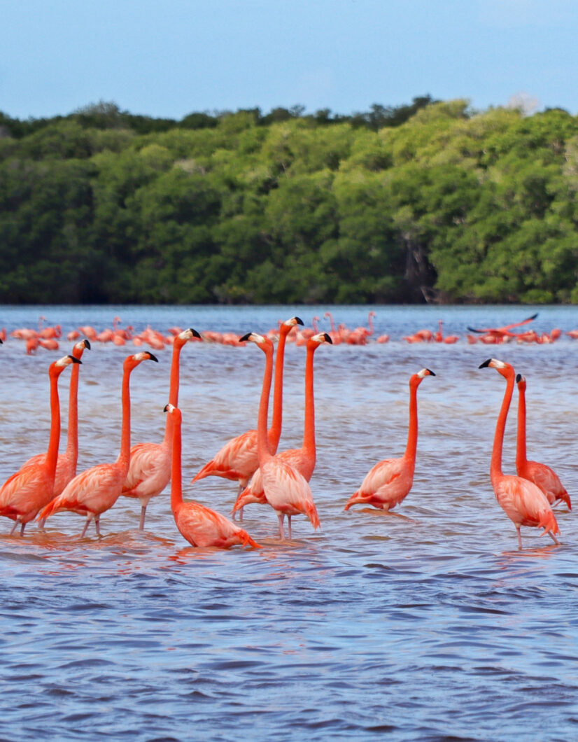 celestun flamingo's