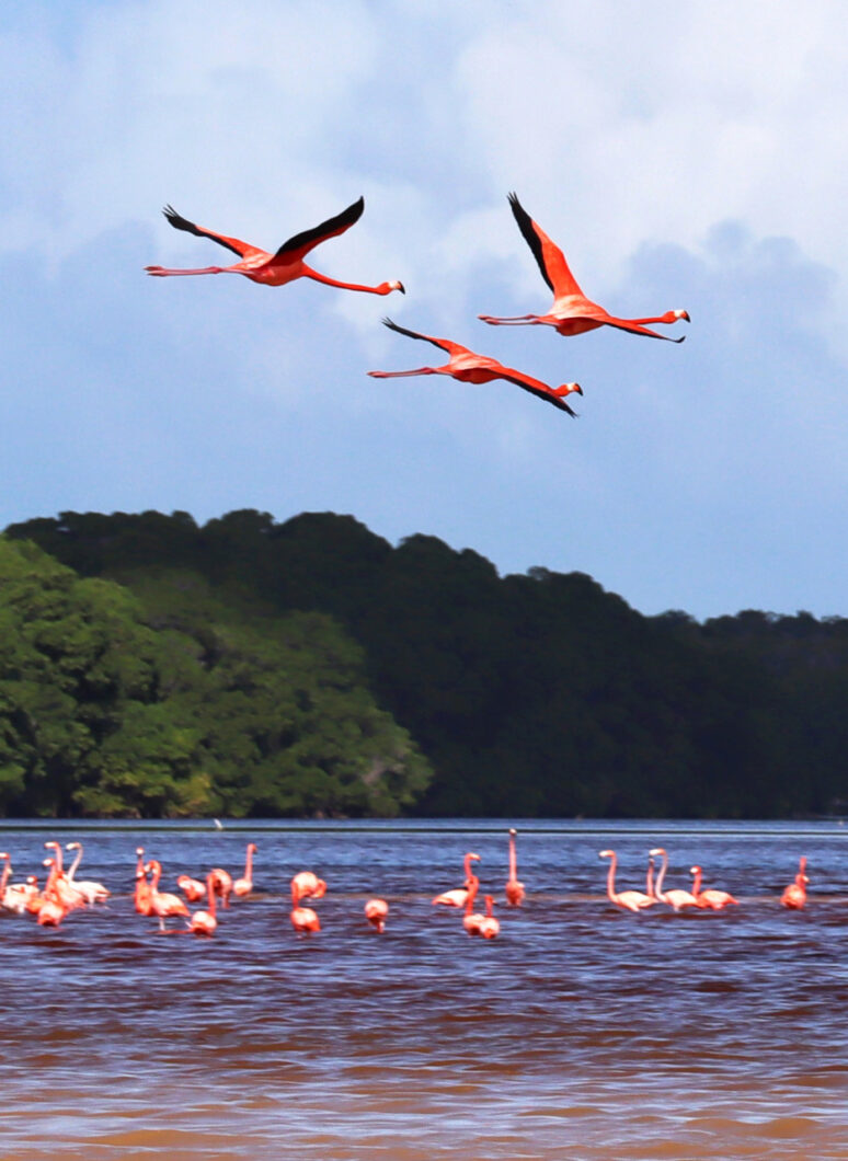 flamingo's celestun yucatan