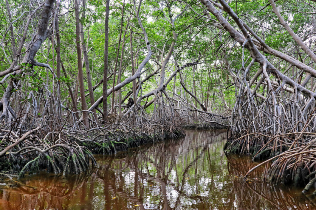 mangrovebos celestun yucatan