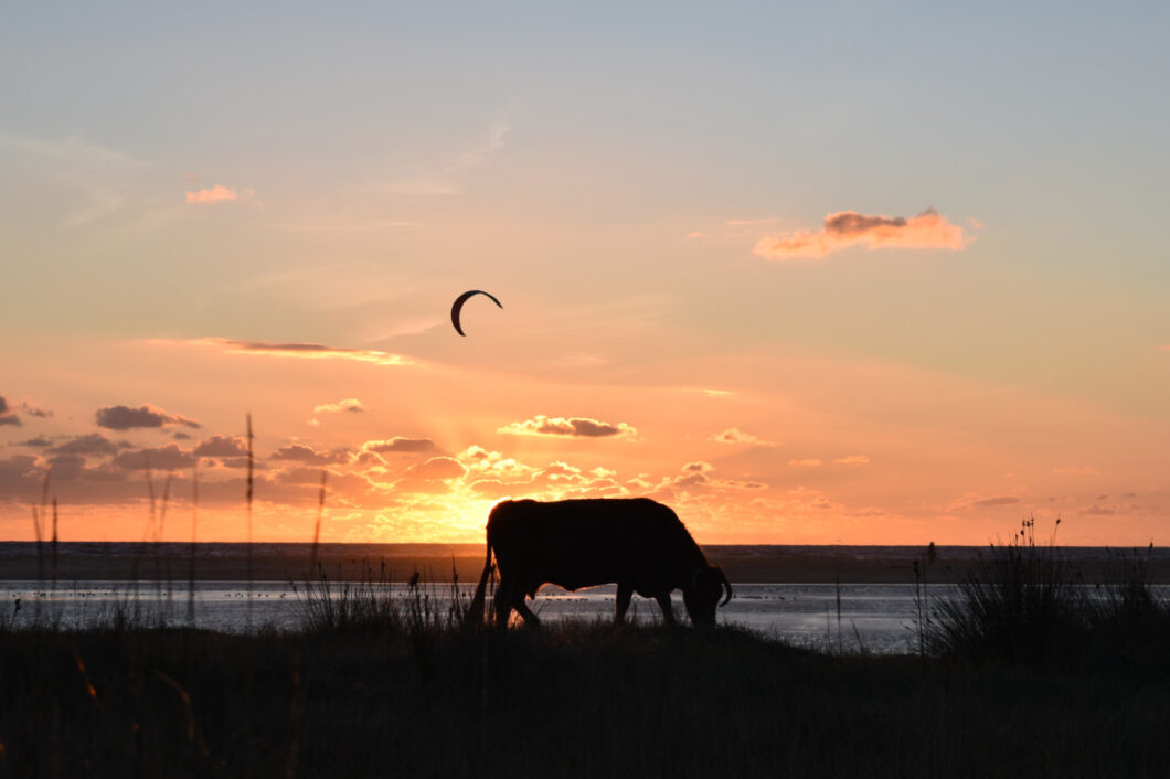 Tarifa koeien zonsondergang strand Los Lances