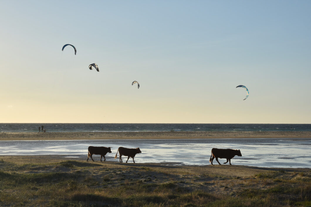 Tarifa koeien strand kitesurfers
