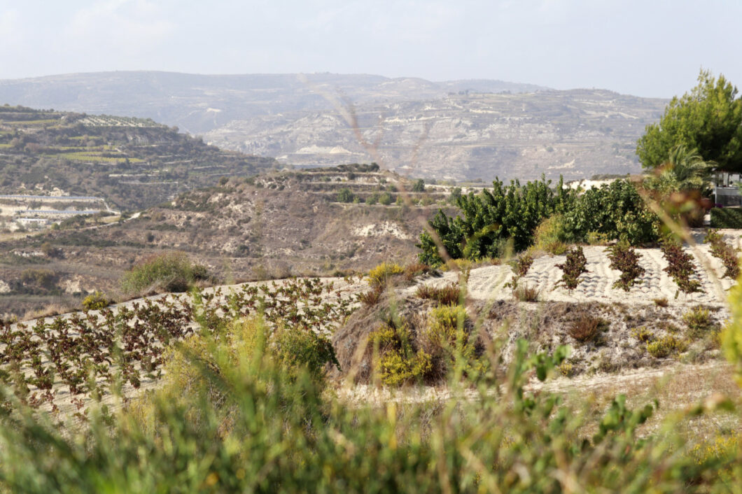 wijnvelden cyprus