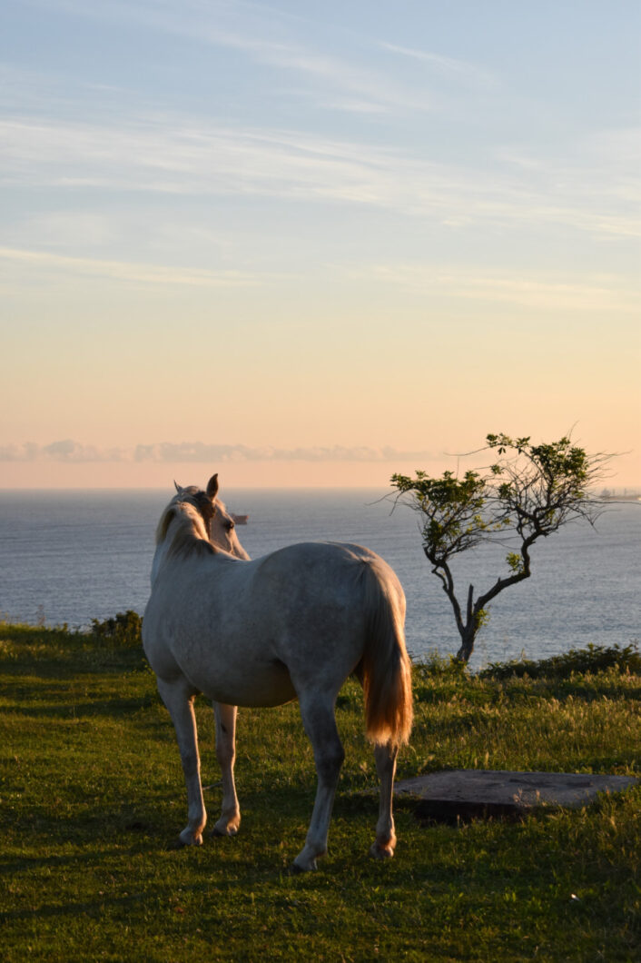 Camino del norte zonsopkomst paard