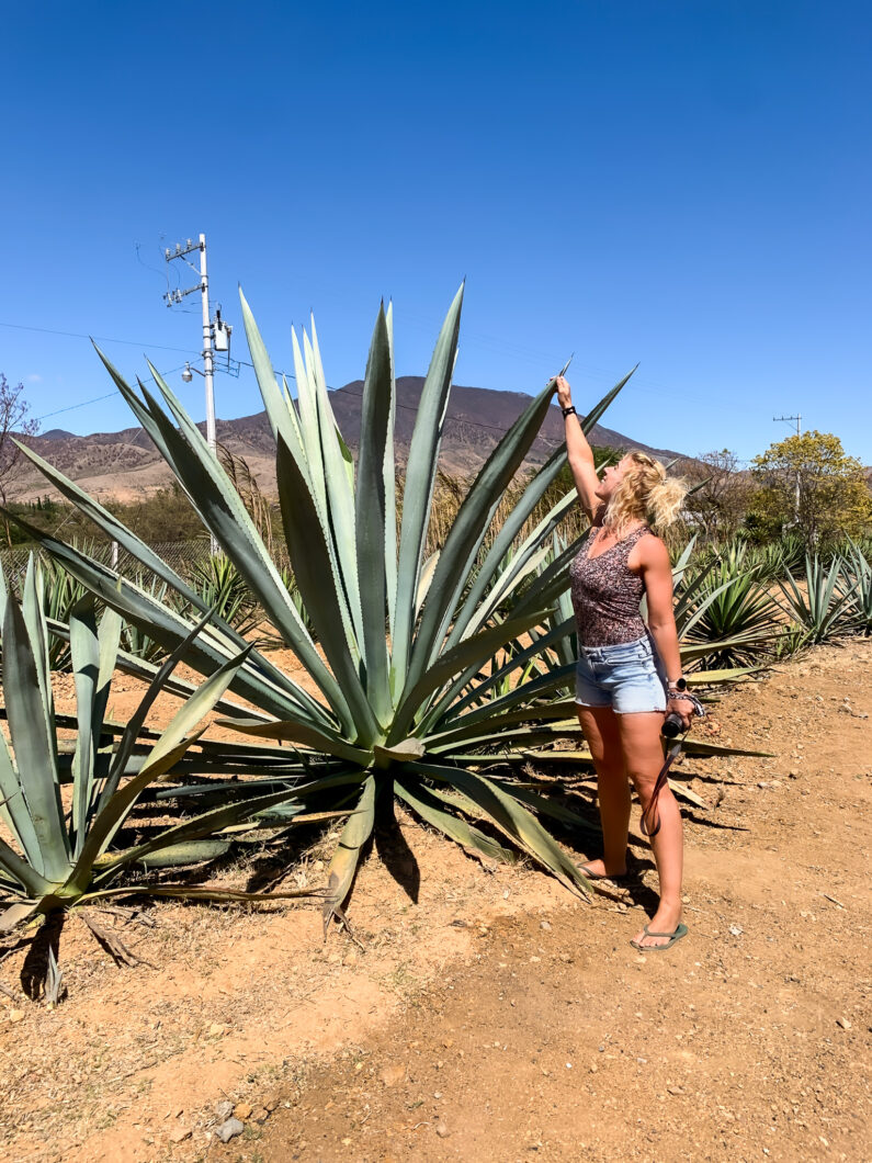 mezcal fabriek, oaxaca