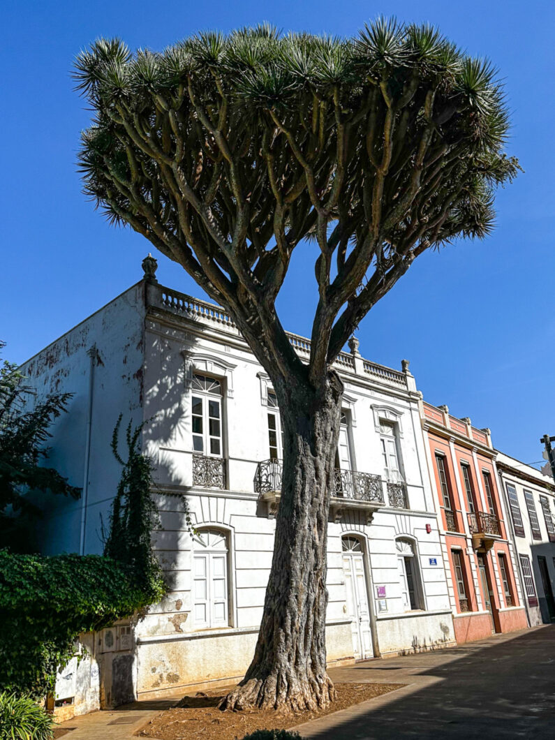 drakenbloedboom la laguna tenerife