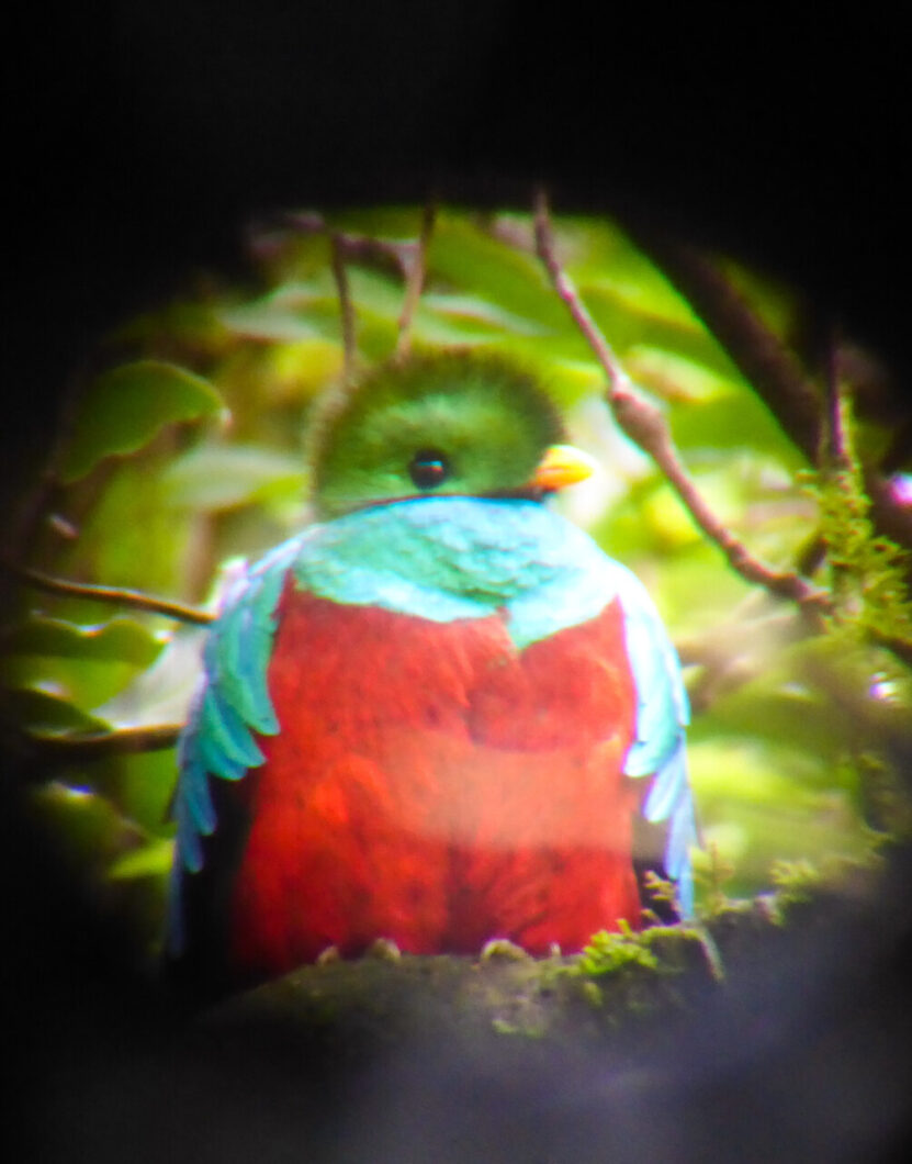quetzal costa rica