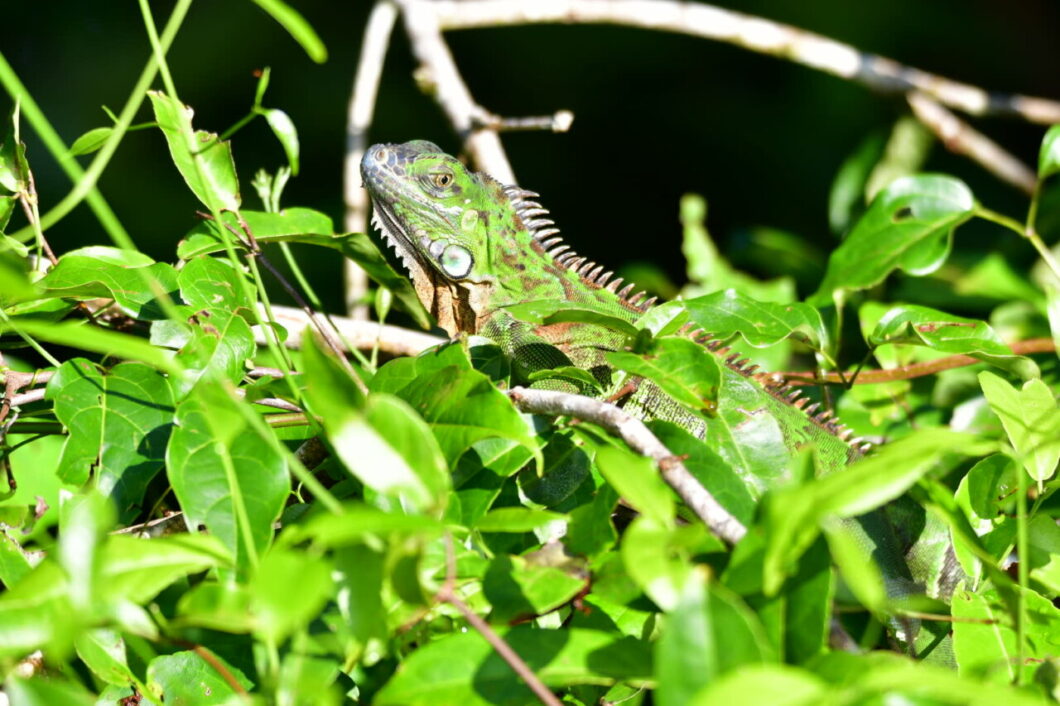 Wildlife Tortuguero