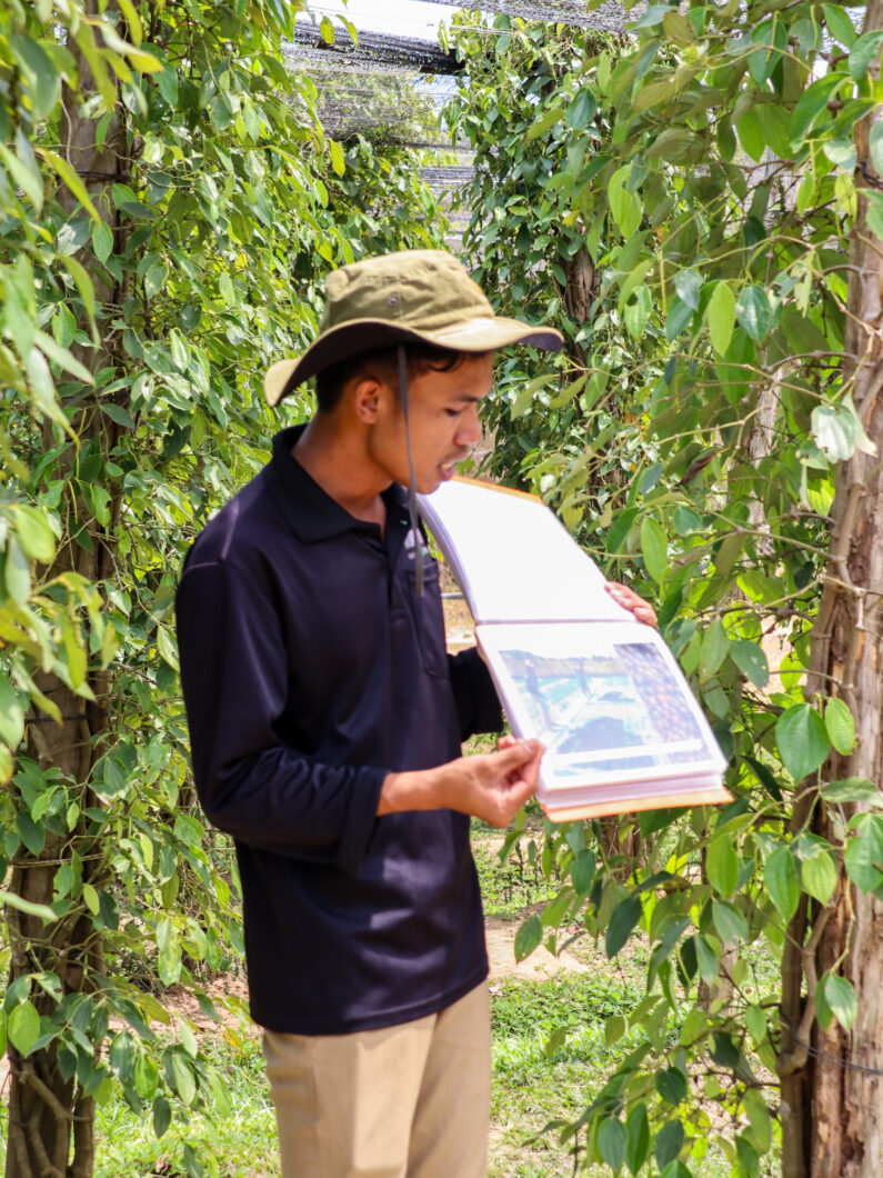 peperplantage kampot