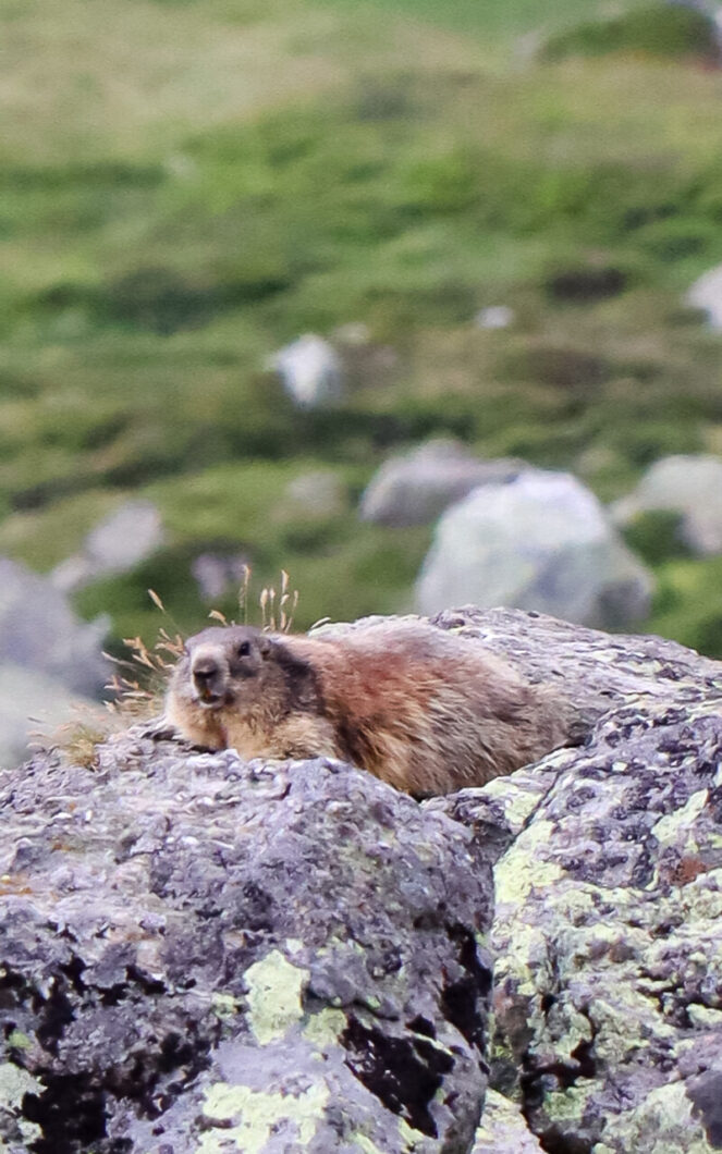 alpenmarmot wandeling tirol