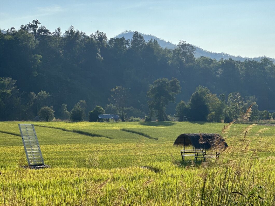 rijstveld pai thailand