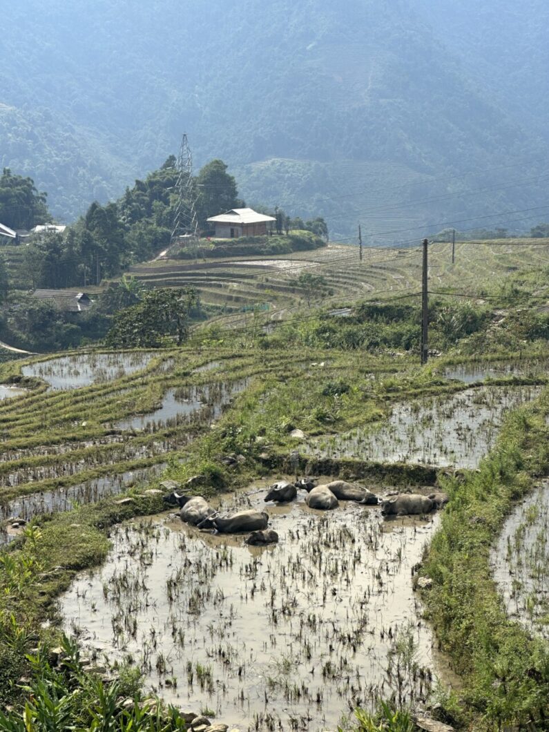 landelijk sapa rijstvelden