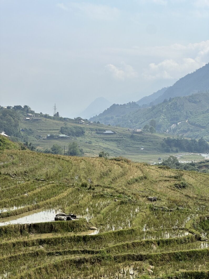 vallei rijstvelden sapa vietnam