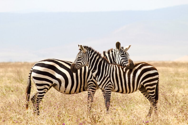 safari Afrika, tanzania