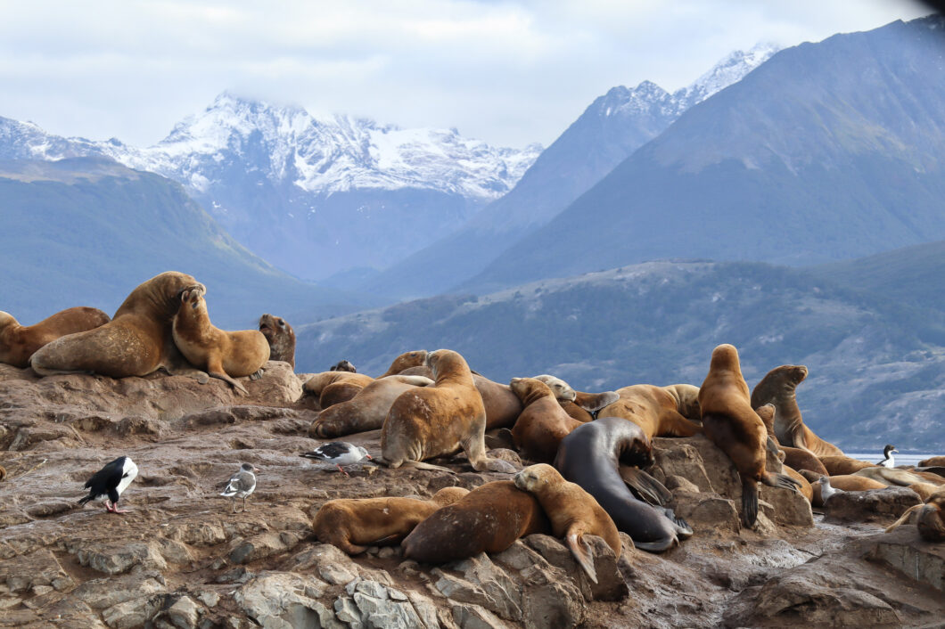 Ushuaia, beagle kanaal boottour