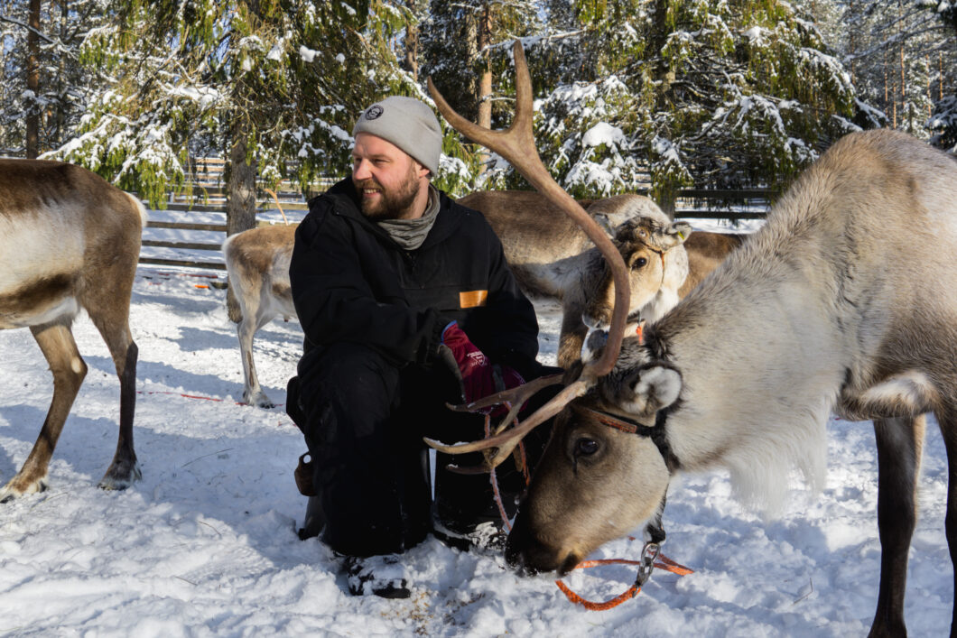 Salla fins lapland, rendieren