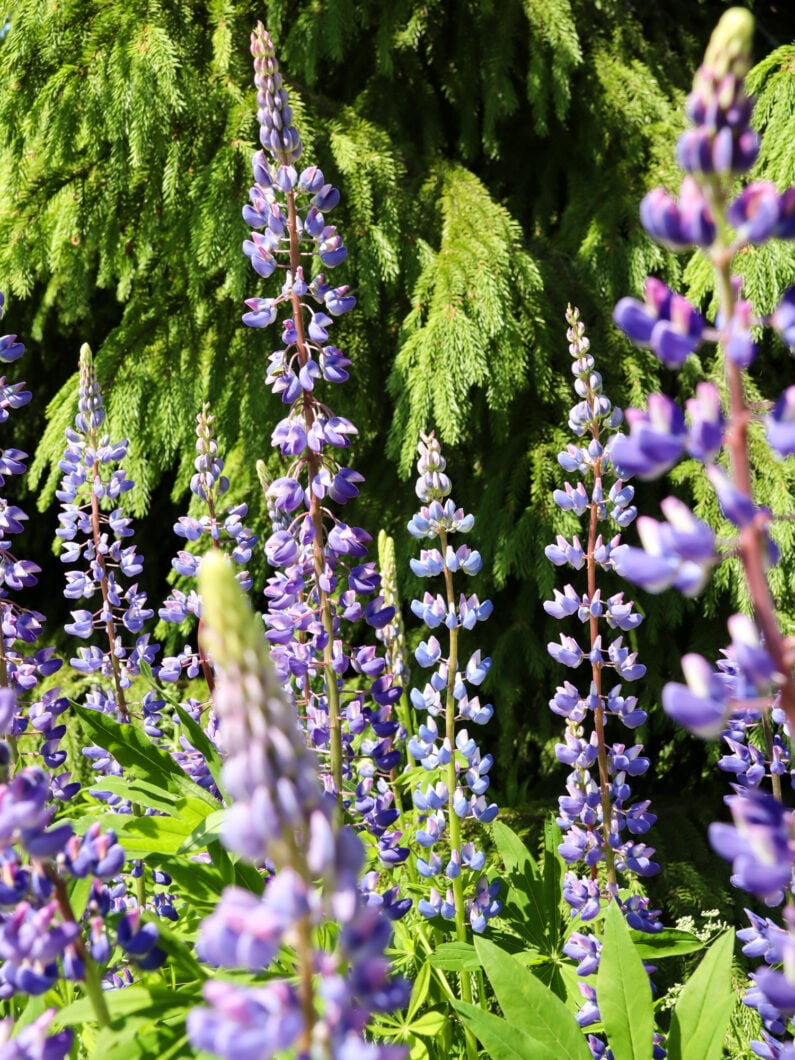 lupines finland