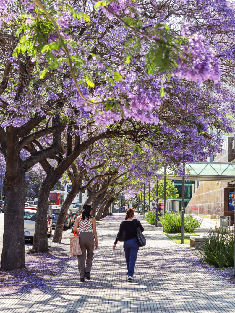 november buenos aires
