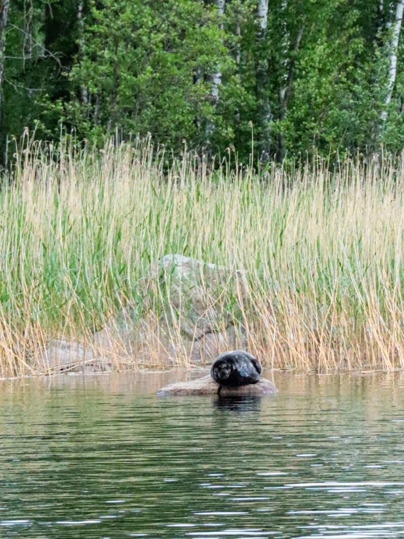 seal safari saimaa lake