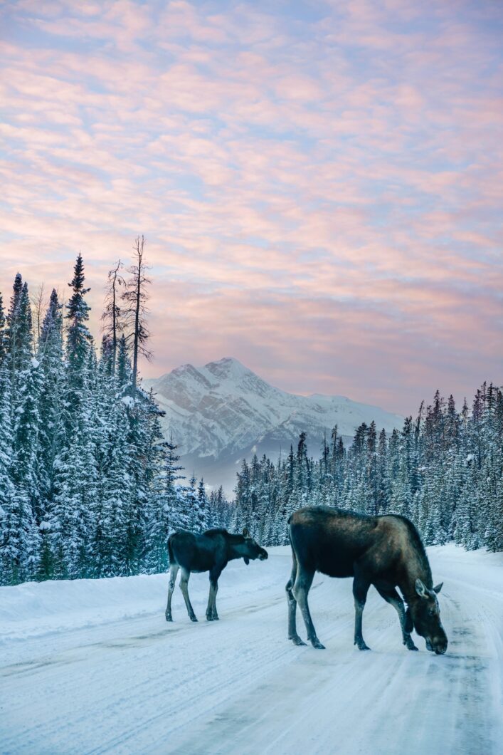 wildlife jasper eland